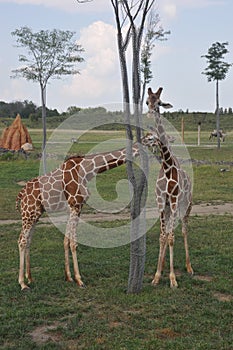 Two tower of Giraffe arround tree. columbus Zoo, ohio