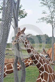 Two tower of Giraffe arround tree. columbus Zoo, ohio