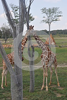 Two tower of Giraffe arround tree. columbus Zoo, ohio