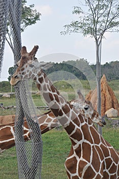 Two tower of Giraffe arround tree. columbus Zoo, ohio