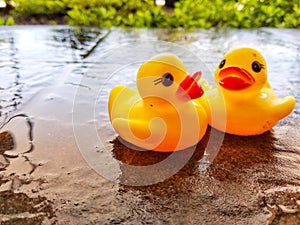Two toy ducks