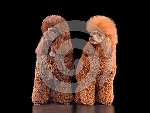Two toy poodles sitting together
