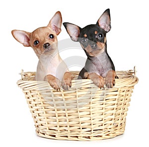Two toy terrier puppy in wattled basket photo