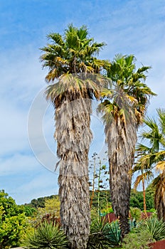 Two trachycarpus wagnerianus palms on a blue sky, Barcelona, Spain
