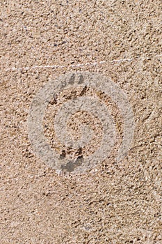 Two tracks of a dog or cat on the background of a cement-concrete floor. Abstract texture of an animal`s footprint