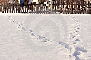 Two tracks in the snow parted and went separately to the old dilapidated fence, selective focus