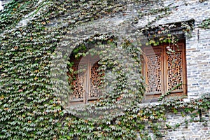 two traditional Chinese style windows on a brick wall covered with vines