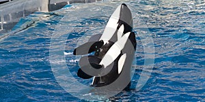 Two Trained Killer Whales