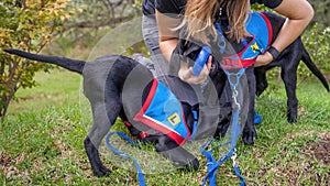 Two trainee Labradore puppies playing before a training session