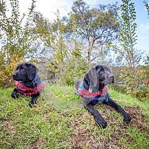 Two trainee Labradore puppies playing before a training session