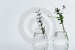 Two transparent glass laboratory science flask with wild purple flower green plant with water on white background