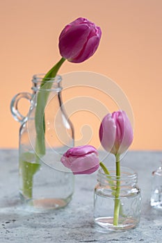 Two transparent vases filled with pink tulip flowers