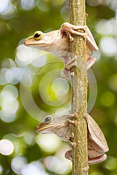 Two, Tree frog photo