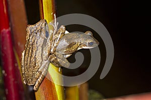 Two tree frog perched