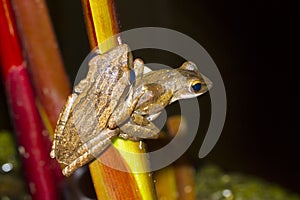 Two tree frog perched