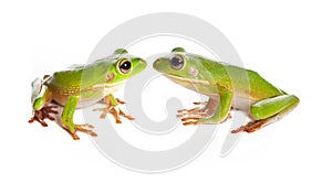 Two tree frogs