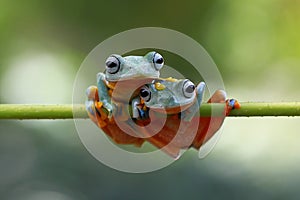 Two Tree Frogs on top of twigs