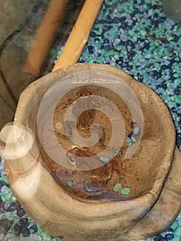 Two Tree Frogs in the Water