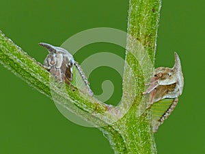 Two Tree Hoppers Feeding on a Plant Stem