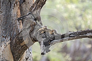 Two tree squirrel Paraxerus cepapi in a tree, Namibia