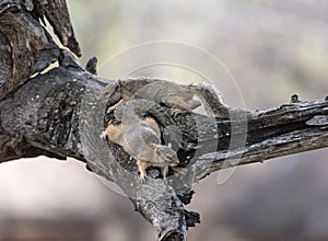 Two tree squirrel Paraxerus cepapi in a tree, Namibia