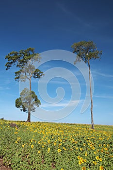 Two tree and sun flower