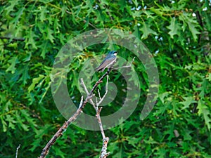 Two Tree Swallow birds perched on a dead branch in front green foliage Tree Swallow birds perched on a dead branch in front of an