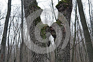 Two tree trunks curved towards each other