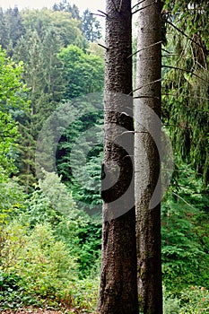 Two tree trunks pine woods