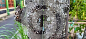 Two tree trunks standing side by side