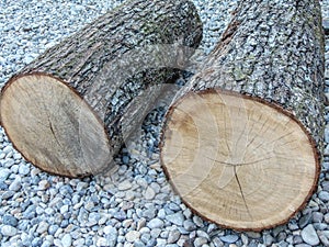 Two tree trunks. wood concept