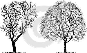 Two trees