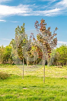 Two trees of Acer platanoides Deborah