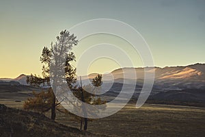 Two trees against the backdrop of the mountain landscape of the autumn Altai