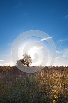 Two trees against the background of the sun in a crimson sunset