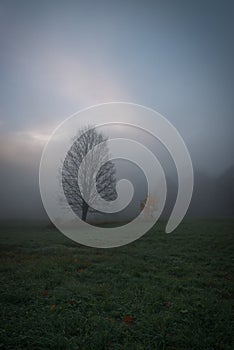 Two trees in the autumn mist