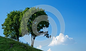 Two trees and blue sky