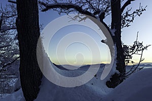 Two Trees in Cold Freezy Morning