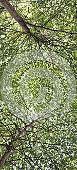 two trees complement each other