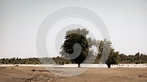 Two trees at the crossroads of rural roads in the village of Korshevitoe