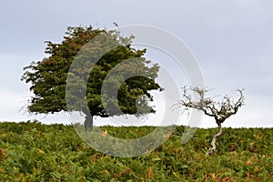 Two trees on Dartmoor