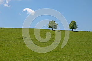 Two trees in a field with blue sky