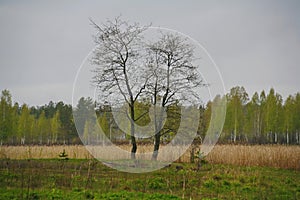 Two trees in the field - a metaphor of love couples. the nature of Northern Russia. landscape desert meadow, understory and