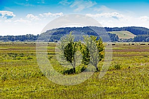 Two trees in a field in sunshine