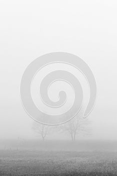 Two trees in fog