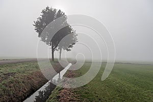 Two trees in the fog