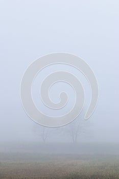 Two trees in fog