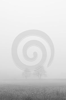 Two trees in fog