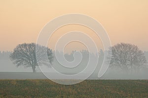 Two trees and fog