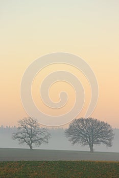 Two trees and fog